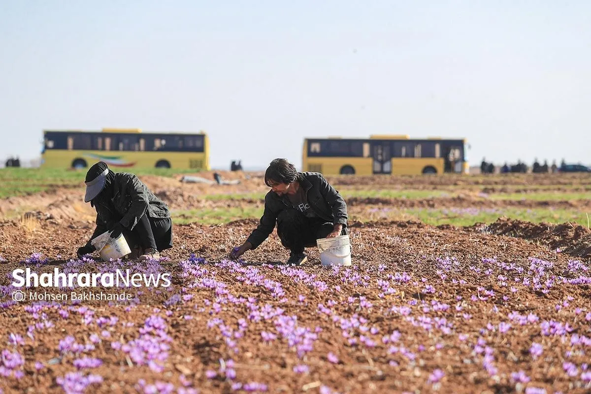 بررسی قیمت گل زعفران در شهرستان‌های خراسان رضوی (۶ آبان ۱۴۰۴)