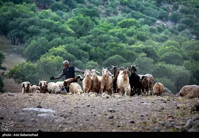 عبور عشایر از خرم آباد