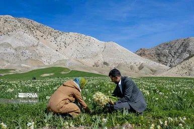 نذر گل نرگس به مقصد حرم