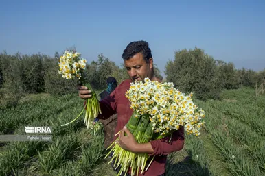 ایران زیباست | برداشت نرگس در گلستان