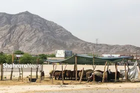 شکار تاریخ در محله کشتارگاه مشهد