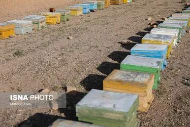 گزارش تصویری | زنبور عسل، قهرمان کوچک اقتصاد و محیط زیست