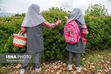 گزارش تصویری | برداشت گل محمدی و تهیه گلاب به یاد دانش‌آموزان شهید میناب - میمند