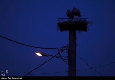 ایران زیباست | همزیستی لک لک‌ها در روستای کپر جودکی بروجرد با مردم روستا