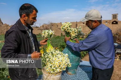 ایران زیباست |  کاشت گل نرگس در یزد
