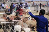 آغاز عرضه و ذبح بهداشتی عید قربان از ساعت ۶ صبح فردا (۶ خرداد ۱۴۰۵)