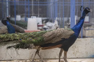 مزرعه پرورش طاووس