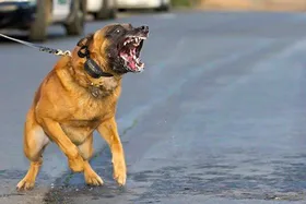سگ نگهبان، صاحب ۳۵ ساله&zwnj; مشهدی&zwnj;اش را  کشت