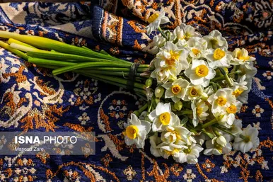 ایران زیباست |  کاشت گل نرگس در یزد