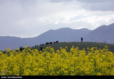 ایران زیباست | کشت کلزا در شهرستان سلسله - لرستان