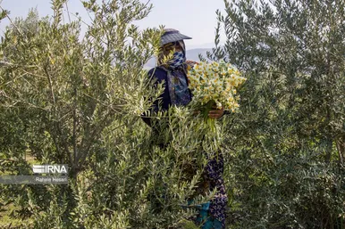 ایران زیباست | برداشت نرگس در گلستان