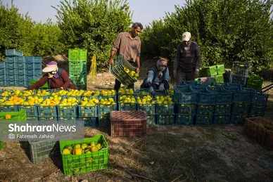 گزارش تصویری | برداشت نارنگی از باغات هاشم‌آباد گرگان