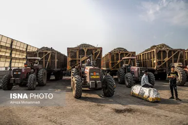 آغاز برداشت محصول نیشکر در خوزستان