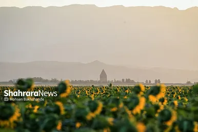 مزرعه آفتابگردان در حوالی برج رادکان