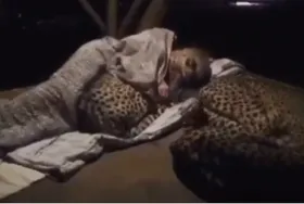 محیط بانی در آفریقا شب&zwnj;ها با یوزپلنگ&zwnj;ها می&zwnj;خوابد + فیلم