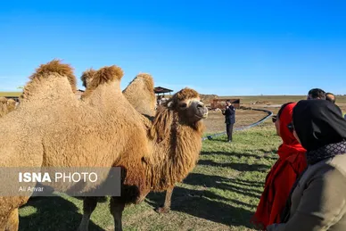 مزرعه شتر دوکوهانه در استان اردبیل