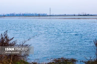 ایران زیباست | جای خالی قوهای مهاجر در تالاب سرخ‌رود