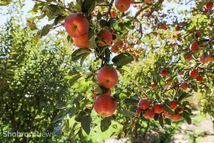 روایتی از شهر 