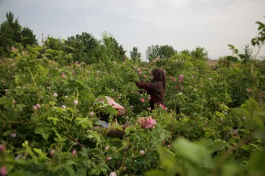 برداشت گل محمدی در روستای فرخد