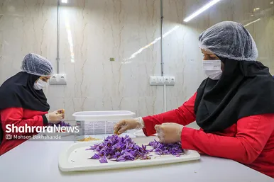 برداشت زعفران از مزارع تربت حیدریه