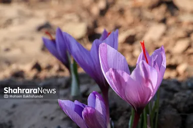 برداشت زعفران از مزارع تربت حیدریه