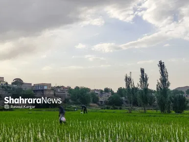 مزارع شالیکاری کلات نادری