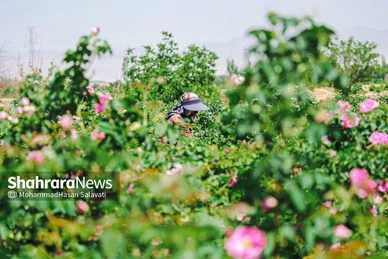 گزارش تصویری | برداشت گل محمدی از روستای فرخد «قمصر خراسان»