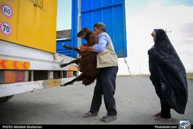 به&zwnj;هیچ&zwnj;وجه جگر خام و نیم&zwnj;پز نخورید | توصیه&zwnj;های دام&zwnj;پزشکی خراسان رضوی درباره شیوع تب کریمه کنگو