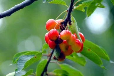 برداشت گیلاس در کشمیر