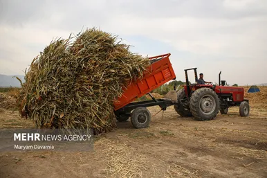 گزارش تصویری | جاروبافی در روستای ملاحسن
