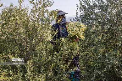 ایران زیباست | برداشت نرگس در گلستان