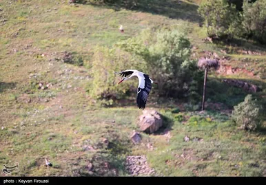 ایران زیباست | همزیستی لک‌لک‌ها و انسان در روستای دره‌تفی - مریوان