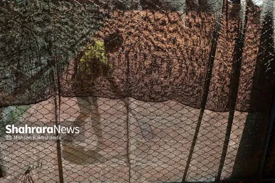 لیگ دسته دوم تنیس کشور در مشهد
