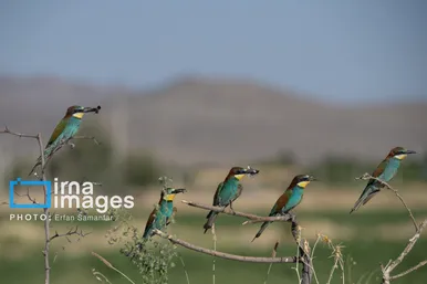 گزارش تصویری | پرنده‌ای به نام زنبور خوار اروپایی