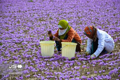 ایران زیباست | برداشت طلای سرخ در خراسان جنوبی
