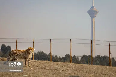 ۹ ماهگی «پیروز»
