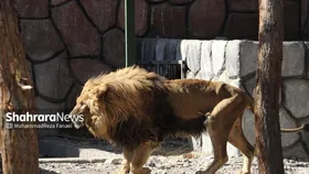 شیر باغ وحش وکیل&zwnj;آباد مشهد احتمالا سرطان دارد