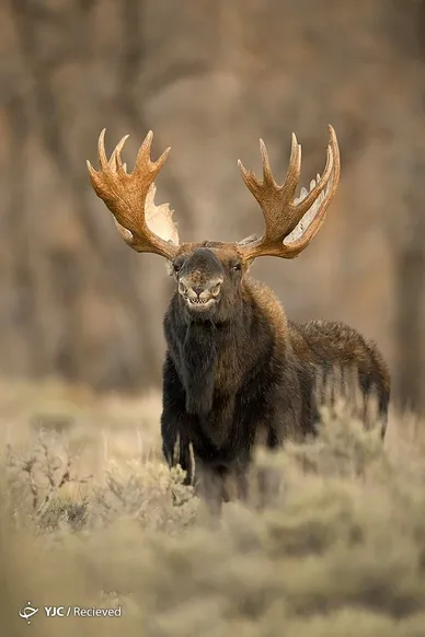 عکس‌های برگزیده مسابقه عکاسی کمدی حیات وحش ۲۰۲۲