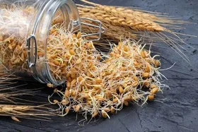 بارداری سالم با مصرف مناسب جوانه گندم