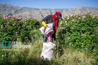 ایران زیباست | گل و گلاب میمند
