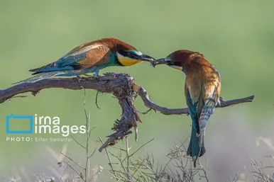 گزارش تصویری | پرنده‌ای به نام زنبور خوار اروپایی