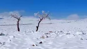 ویدئو| طبیعت زیبای برفی دشتخاک زرند در استان کرمان