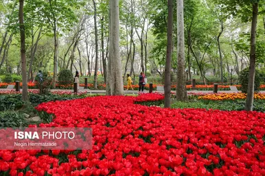 لاله‌های بوستان باغ ایرانی