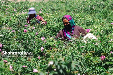 گزارش تصویری | برداشت گل محمدی از روستای فرخد «قمصر خراسان»