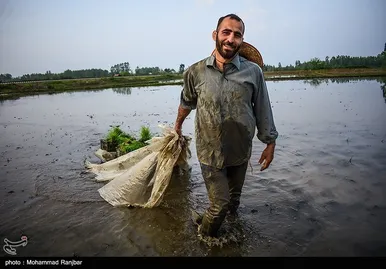 ایران زیباست | کاشت سنتی برنج در گیلان
