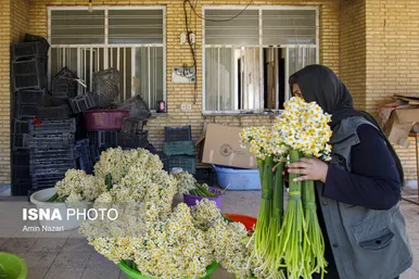 زمستان فصل برداشت گل نرگس