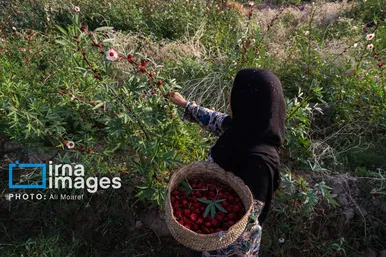 برکت خاک ایران | برداشت چای قرمز در روستای علوه