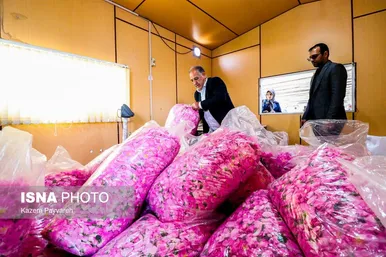 برداشت گل محمدی در کاشان