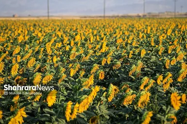 مزرعه آفتابگردان در حوالی برج رادکان