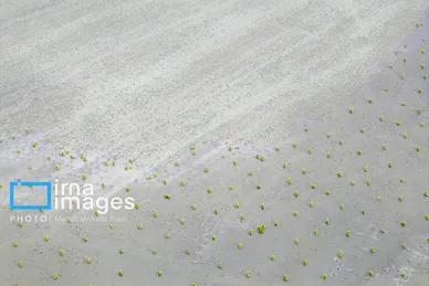 گزارش تصویری | شالیزار از بالا